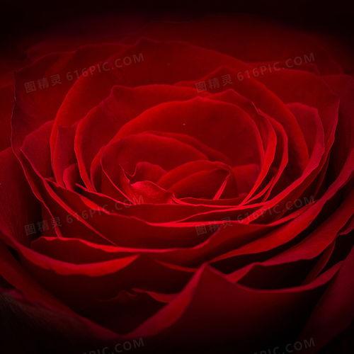 红玫瑰创作背景,爱与背叛的悲歌